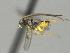  ( - CNC1609272)  @11 [ ] by-sa - CreativeCommons  Attribution Share-Alike (2091) Melanie Beaudin Canadian National Collection of Insects, Arachnids and Nematodes