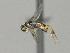  ( - CNC1609499)  @11 [ ] by-sa - CreativeCommons  Attribution Share-Alike (2113) Melanie Beaudin Canadian National Collection of Insects, Arachnids and Nematodes