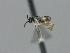  ( - CNC1688419)  @11 [ ] by-sa - CreativeCommons  Attribution Share-Alike (2155) Melanie Beaudin Canadian National Collection of Insects, Arachnids and Nematodes