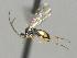  ( - CNC1901932)  @11 [ ] by-sa - CreativeCommons  Attribution Share-Alike (2317) Melanie Beaudin Canadian National Collection of Insects, Arachnids and Nematodes
