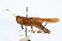  ( - ENT-OUBS-059)  @11 [ ] CreativeCommons - Attribution (2009) Unspecified Centre for Biodiversity Genomics