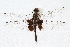  (Tramea lacerata - ENT-OUBS-272)  @14 [ ] CreativeCommons - Attribution (2009) Unspecified Centre for Biodiversity Genomics