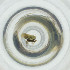  ( - OUMK_005_D10)  @11 [ ] by  Genome Research Ltd as Wellcome Sanger Institute Genome Research Limited operating as Wellcome Sanger Institute