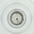  (Chaitophorus leucomelas - OUMK_009_D3)  @11 [ ] by (2023) Wellcome Sanger Institute (Genome Research Limited) Wellcome Sanger Institute (Genome Research Limited)