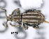  (Sphrigodellus minutus - CNCCOLVG00005694)  @11 [ ] Copyright (2013) Vasily Grebennikov CFIA