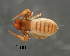  (Tyrannochthonius - CNCCOLVG00005787)  @14 [ ] Copyright (2013) Vasily Grebennikov CFIA