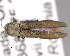  (Agrilus egenus - CNCCOLVG00005907)  @14 [ ] Copyright (2013) Vasily Grebennikov CFIA
