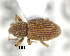  (Aparopionella - CNCCOLVG00008105)  @14 [ ] Copyright (2015) Vasily Grebennikov CFIA