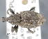  (Graptus weberi - CNCCOLVG00008912)  @13 [ ] Copyright (2015) Vasily Grebennikov CFIA
