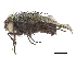  ( - BIOUG26545-A07)  @11 [ ] CreativeCommons - Attribution (2019) CBG Photography Group Centre for Biodiversity Genomics