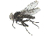  ( - BIOUG26545-C08)  @12 [ ] CreativeCommons - Attribution (2019) CBG Photography Group Centre for Biodiversity Genomics