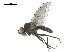  ( - BIOUG26545-C09)  @13 [ ] CreativeCommons - Attribution (2019) CBG Photography Group Centre for Biodiversity Genomics