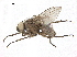  ( - BIOUG26545-C10)  @13 [ ] CreativeCommons - Attribution (2019) CBG Photography Group Centre for Biodiversity Genomics