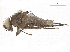  ( - BIOUG26545-C12)  @12 [ ] CreativeCommons - Attribution (2019) CBG Photography Group Centre for Biodiversity Genomics