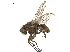  ( - BIOUG26545-D01)  @12 [ ] CreativeCommons - Attribution (2019) CBG Photography Group Centre for Biodiversity Genomics
