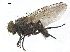  ( - BIOUG26545-D05)  @12 [ ] CreativeCommons - Attribution (2019) CBG Photography Group Centre for Biodiversity Genomics