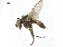 ( - BIOUG26545-D07)  @12 [ ] CreativeCommons - Attribution (2019) CBG Photography Group Centre for Biodiversity Genomics