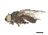 ( - BIOUG26545-D10)  @12 [ ] CreativeCommons - Attribution (2019) CBG Photography Group Centre for Biodiversity Genomics
