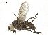  ( - BIOUG26545-D11)  @12 [ ] CreativeCommons - Attribution (2019) CBG Photography Group Centre for Biodiversity Genomics