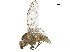  ( - BIOUG26545-F01)  @13 [ ] CreativeCommons - Attribution (2019) CBG Photography Group Centre for Biodiversity Genomics
