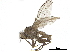  ( - BIOUG26545-F03)  @13 [ ] CreativeCommons - Attribution (2019) CBG Photography Group Centre for Biodiversity Genomics