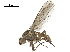  ( - BIOUG26545-F04)  @13 [ ] CreativeCommons - Attribution (2019) CBG Photography Group Centre for Biodiversity Genomics