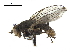  ( - BIOUG26545-F05)  @11 [ ] CreativeCommons - Attribution (2019) CBG Photography Group Centre for Biodiversity Genomics