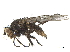  ( - BIOUG26545-F06)  @11 [ ] CreativeCommons - Attribution (2019) CBG Photography Group Centre for Biodiversity Genomics