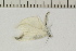  (Leptidea reali - OXB-TGS-1299)  @12 [ ] No Rights Reserved (2016) Joseph Middleton Welling Oxford Brookes University