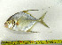  (Carangoides otrynter - OXF107)  @14 [ ] Unspecified (default): All Rights Reserved  Unspecified Unspecified