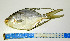  (Trachinotus rhodopus - OXF109)  @14 [ ] Unspecified (default): All Rights Reserved  Unspecified Unspecified