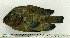  (Stegastes acapulcoensis - OXF7)  @14 [ ] Unspecified (default): All Rights Reserved  Unspecified Unspecified
