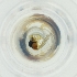  ( - MOZZ00000850A_F4)  @11 [ ] by  Genome Research Ltd as Wellcome Sanger Institute Genome Research Limited operating as Wellcome Sanger Institute