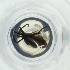  ( - MOZZ00000882A_H3)  @11 [ ] by  Genome Research Ltd as Wellcome Sanger Institute Genome Research Limited operating as Wellcome Sanger Institute