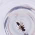  ( - MOZZ00000969A_E8)  @11 [ ] by  Genome Research Ltd as Wellcome Sanger Institute Genome Research Limited operating as Wellcome Sanger Institute