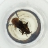  ( - OXWW_001_H3)  @11 [ ] by  Genome Research Ltd as Wellcome Sanger Institute Genome Research Limited operating as Wellcome Sanger Institute