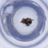  ( - OXWW_012_B1)  @11 [ ] by  Genome Research Ltd as Wellcome Sanger Institute Genome Research Limited operating as Wellcome Sanger Institute