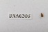  ( - DNA6203)  @11 [ ] CreativeCommons - Attribution Share-Alike (2025) Wendy Moore University of Arizona, Insect Collection