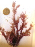  (Corallina sp. 1VIC - GWS022472)  @11 [ ] CreativeCommons - Attribution Non-Commercial Share-Alike (2012) Gary W. Saunders University of New Brunswick
