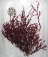  (Florideophyceae - GWS022474)  @16 [ ] CreativeCommons - Attribution Non-Commercial Share-Alike (2012) Gary W. Saunders University of New Brunswick