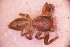  ( - TL087)  @11 [ ] CreativeCommons Attribution NonCommercial ShareAlike (2021) (2021) University of Lodz Unspecified