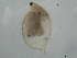  (Daphnia tenebrosa - BIOUG01703-F08)  @15 [ ] Unspecified (default): All Rights Reserved  Unspecified Unspecified