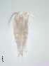  (Leptodiaptomus tyrrelli sp. 3 CHU - BIOUG00922-A03)  @13 [ ] Unspecified (default): All Rights Reserved  Unspecified Unspecified