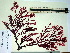  (Callophyllis sp. 1Aus - GWS000945)  @15 [ ] CreativeCommons - Attribution Non-Commercial Share-Alike (2010) Unspecified University of New Brunswick