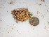  (Amphiroa howensis - GWS022705)  @13 [ ] Unspecified (default): All Rights Reserved  Unspecified Unspecified