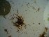  (Lomentariac sp. 1LH - GWS023061)  @11 [ ] Unspecified (default): All Rights Reserved  Unspecified Unspecified