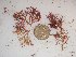  (Amphiroa sp. 1LH - GWS023151)  @13 [ ] Unspecified (default): All Rights Reserved  Unspecified Unspecified