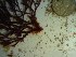  (Crouania attenuata - GWS023306)  @11 [ ] Unspecified (default): All Rights Reserved  Unspecified Unspecified