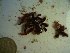  (Thuretia - GWS023347)  @11 [ ] Unspecified (default): All Rights Reserved  Unspecified Unspecified