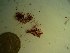  (Gelidium sp. 1LH - GWS023634)  @11 [ ] Unspecified (default): All Rights Reserved  Unspecified Unspecified